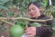 Nông dân Sơn La hé lộ cách trồng bưởi da xanh trên đồi ra trái quá trời, thu nửa tỷ/năm