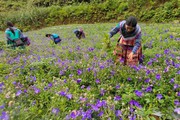 Cát cánh là cây gì mà ra hoa đẹp như mơ, nông dân Bắc Hà ở Lào Cai trồng bạt ngàn, cho thu nhập tốt?