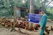 Thức ăn cho heo, gà chứa dược liệu có lợi đơn, lợi kép gì mà ở Gia Lai thấy nhiều nhà sử dụng?