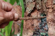 Kiểm điểm 1 tập thể, 4 cá nhân liên quan vụ rừng thông bị “đầu độc” tại Lâm Đồng