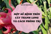 SỔ TAY NHÀ NÔNG: Một số bệnh trên cây thanh long ruột đỏ và biện pháp phòng trừ