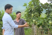 Nông dân Mường La thi đua sản xuất, kinh doanh giỏi, giúp nhau làm giàu
