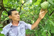 Ông nông dân Ninh Bình trồng thứ na nặng 1,2kg/quả, dưới tán nuôi ốc nhồi, bán cả 2, kiếm bộn tiền