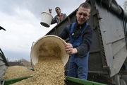 Nông dân Ukraine 'mất ăn mất ngủ' lo sợ điều tồi tệ nhất khi thỏa thuận ngũ cốc sụp đổ 