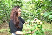 Nông dân Tam Đường khá giả nhờ trồng lê VH6