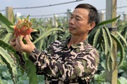 Nông thôn mới Hà Nam, nông dân một xã trồng cây mới, nuôi con mới, thu nhập bình quân 70 triệu đồng/năm