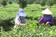 Đây là cách doanh nghiệp, nông dân Lai Châu bắt tay nhau để nông sản chả lo "giải cứu"