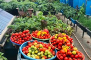 Mãn nhãn với vườn rau trên sân thượng mơn mởn, xanh mướt, ăn không hết của mẹ đảm ở Đà Nẵng