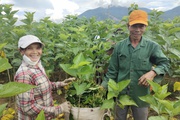 Trồng dâu nuôi tằm, nông dân An Lão ở Bình Định thu hàng trăm triệu từ đồng chiêm trũng