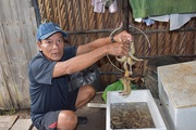 Tôm sú nuôi trong rừng ngập mặn ở Cà Mau, bắt lên toàn con to bự, tươi rói, thương lái tranh nhau mua