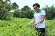 Một Phó Giám đốc xây dựng thương hiệu chè Phổng Lái ở Sơn La là Nông dân Việt Nam suất sắc 2023