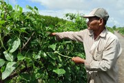 Biến bờ vuông tôm thành vườn rau hữu cơ, vợ chồng Khmer nghèo ở Cà Mau có tiền rủng rỉnh