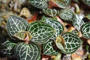 Trồng lan rừng dưới tán rừng rậm ở Gia Lai, chẳng phải để chơi mà là làm ra thuốc quý