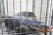 Hà Tĩnh: Con kỳ đà dài 2m, nặng hơn 15 kg bò vào nhà, dân giao nộp ngay cho kiểm lâm
