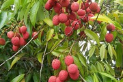 Xu hướng thị trường và kênh phân phối đối với trái vải tươi vào châu Âu