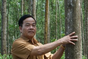 Lãnh đạo Thừa Thiên Huế yêu cầu ưu tiên nguồn kinh phí phát triển trồng rừng gỗ lớn 