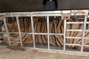 Nghệ An: Chặn bắt xe ô tô chở con hổ sống nặng hơn 2 tạ