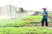 Trồng "lung tung" đủ thứ rau, có 3 sào đất, một nông dân Bình Phước ngày nào cũng thu vào 1,7 triệu