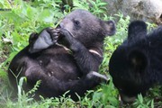 Khám phá "Mái nhà hạnh phúc" của loài gấu ở Việt Nam 