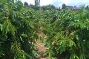 Giá cà phê 1/8: Bất ngờ chưa, mới đỏ sàn hôm qua nay đã tăng vọt, cà phê trong nước có "tát nước theo mưa"?