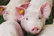 Diễn biến giá lợn hơi tháng 8: Lợi nhuận sẽ chảy về các doanh nghiệp lớn ngành chăn nuôi?