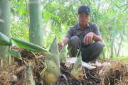 Trồng cây này mọc la liệt "mầm rau" mập ú, một nông dân Bình Thuận cứ cắt là bán hết sạch
