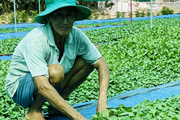 Trồng loại rau đẹp, nhúng lẩu gà ngon, hỗ trợ điều trị bệnh phong thấp, nông dân Tây Ninh hễ bán là hết sạch