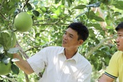 Hậu Giang tìm giải pháp dinh dưỡng nhằm tăng giá trị cây ăn trái