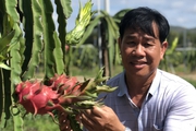 Tỷ phú thanh long VietGAP ở Bình Thuận có cánh đồng thẳng cánh cò bay là Nông dân Việt Nam xuất sắc 2023