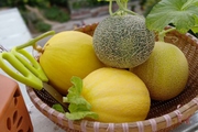 Trồng dưa lưới trong nhà màng, không dùng thuốc, nông dân ở đây giàu lên trông thấy
