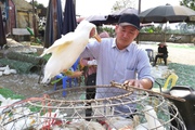 Giá gia cầm hôm nay 16/8: Giá gà trắng tăng nhẹ, vịt thịt được giá, lái đặt cọc tiền mua vịt non