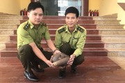 Quảng Bình: Nam shipper phát hiện cá thể tê tê Java quý hiếm sau tiếng động lạ trong thùng hàng