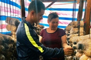 Về quê lập nghiệp trồng nấm, anh nông dân ở Gia Lai không những kiếm bộn tiền cho mình mà còn giúp bao người