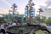 Xuất hiện nhiều "quái cây" bonsai với dáng thế độc, lạ tuổi đời trăm năm giá hàng chục tỉ đồng ở Bình Định
