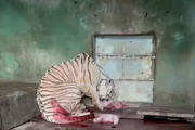 Một con hổ Bengal cực quý hiếm bất ngờ sinh được 5 hổ con tại Đồng Nai 