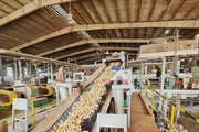 Trung Quốc mua gần 1 triệu tấn một loại tinh bột của Việt Nam để làm gì?