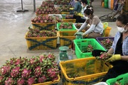 Bộ Nông nghiệp và PTNT áp dụng biện pháp mạnh chấn chỉnh việc quản lý mã số vùng trồng và cơ sở đóng gói