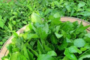 Vặt loại rau dại sau mưa ở miền Tây, đem nấu canh cá lóc, húp một muỗng thấy tỉnh cả người
