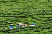 Lai Châu thực hiện đạt và vượt 22 chỉ tiêu đề ra trong Nghị quyết Đại hội Đảng bộ tỉnh lần thứ XIV