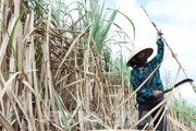 Tưởng thứ cây này ở Hòa Bình chẳng thể xuất tươi được, nào ngờ bán cho Mỹ đã mấy chục tấn