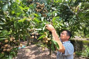Vùng đất Chí Linh của Hải Dương có loại nhãn "đẻ" quả ngon cản không kịp, dân buồn vì bán rẻ quá