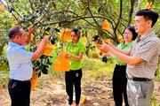 Hội Nông dân Hà Tĩnh ứng dụng chuyển đổi số giúp nông dân bán một loại quả đặc sản nức tiếng