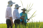 Nông dân trồng lúa An Giang học cách làm đất khỏe, thích ứng biến đổi khí hậu