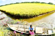 Bắt con tôm 'ở chung' với cây lúa, thu nhập của nông dân ĐBSCL tăng hơn cả chục lần