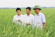 Giữ gìn giống lúa truyền thống, một hợp tác xã tiêu biểu toàn quốc ở Bắc Ninh có thu nhập 6,6 tỷ/năm