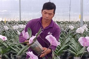 Vùng đất nào ví như "tiểu sa mạc" của Việt Nam mà sắc xanh nông nghiệp công nghệ cao đang phủ dần?