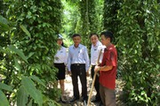 Làm vườn ở Tiên Phước của Quảng Nam đẹp như phim, thu trăm triệu đồng/năm