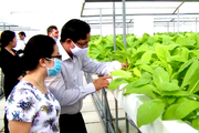 Đào tạo nghề làm nông công nghệ cao cho nông dân ở Long An