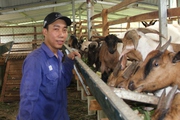 Lương thấp, 9X Quảng Trị cất bằng cử nhân, bỏ phố về nuôi bò, nuôi vịt, thu 500 triệu/năm