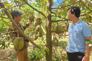 Vườn cây tiền tỷ ở một nơi của Gia Lai, hái la liệt trái, nông dân thành tỷ phú